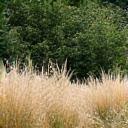 さまざまな種類の日本の在来の芝生が混ざり合って、乾燥に強く、低メンテナンスの風景を作り出している。