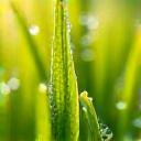 早朝の芝生で露のしずくが草の葉に輝いているクローズアップ、水資源の節約を表す。
